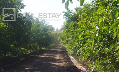 VENDEMOS Parcelas con nogales como inversión o vivir