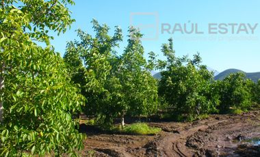 VENDEMOS Parcelas con nogales como inversión o vivir
