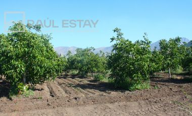 VENDEMOS Parcelas con nogales como inversión o vivir