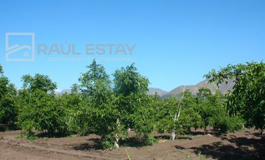 VENDEMOS Parcelas con nogales como inversión o vivir