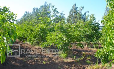 VENDEMOS Parcelas con nogales como inversión o vivir