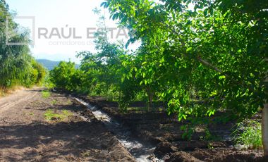 VENDEMOS Parcelas con nogales como inversión o vivir