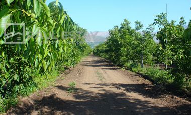 VENDEMOS Parcelas con nogales como inversión o vivir