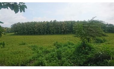 Venta de Hacienda De Teca Via Palestina-Vinces