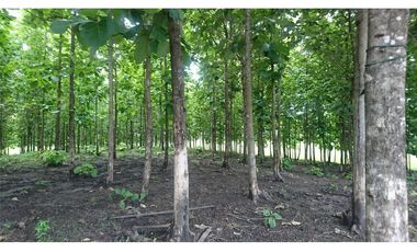 Venta de Hacienda De Teca Via Palestina-Vinces