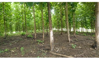 Venta de Hacienda De Teca Via Palestina-Vinces