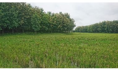 Venta de Hacienda De Teca Via Palestina-Vinces