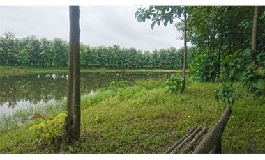 Venta de Hacienda De Teca Via Palestina-Vinces