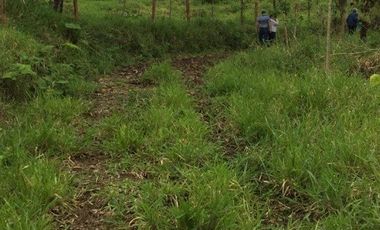 ¡Oportunidad Única!  Vendo Finca de 50 Hectáreas en Vía Asfaltada Calacalí-Río Blanco