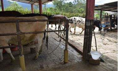VENDO FINCA GANADERA MUNICIPIO DE CHINÁCOTA