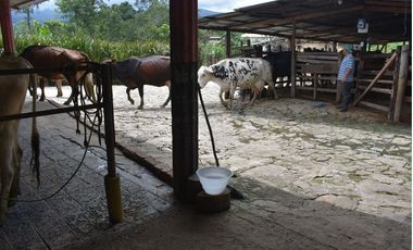 VENDO FINCA GANADERA MUNICIPIO DE CHINÁCOTA