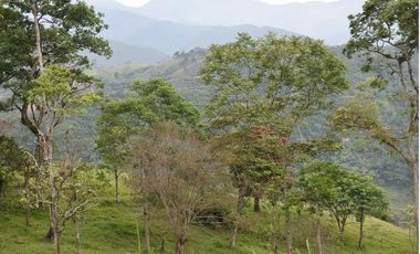 VENDO FINCA GANADERA MUNICIPIO DE CHINÁCOTA