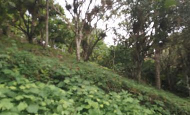Vendo Finca 60 Hect. en Puerto Quito con plantación de Caucho y Cacao.