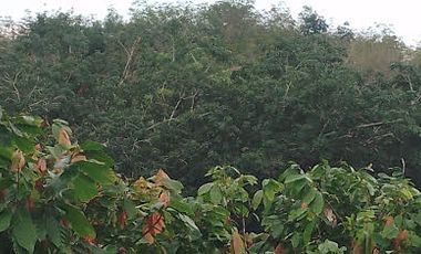 Vendo Finca 60 Hect. en Puerto Quito con plantación de Caucho y Cacao.