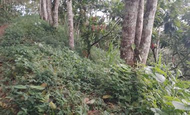 Vendo Finca 60 Hect. en Puerto Quito con plantación de Caucho y Cacao.