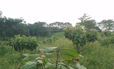 Vendo Finca 60 Hect. en Puerto Quito con plantación de Caucho y Cacao.