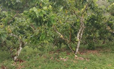 Vendo Finca 60 Hect. en Puerto Quito con plantación de Caucho y Cacao.