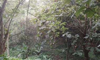 Vendo Finca 60 Hect. en Puerto Quito con plantación de Caucho y Cacao.