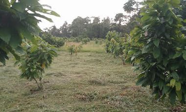 Vendo Finca 60 Hect. en Puerto Quito con plantación de Caucho y Cacao.