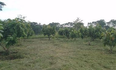 Vendo Finca 60 Hect. en Puerto Quito con plantación de Caucho y Cacao.