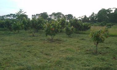 Vendo Finca 60 Hect. en Puerto Quito con plantación de Caucho y Cacao.