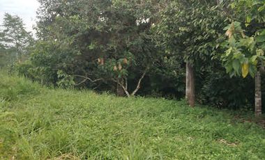 Vendo Finca 60 Hect. en Puerto Quito con plantación de Caucho y Cacao.