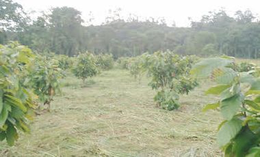 Vendo Finca 60 Hect. en Puerto Quito con plantación de Caucho y Cacao.