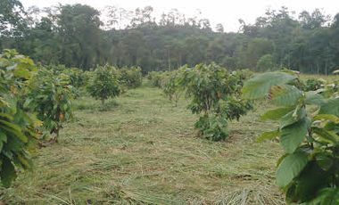Vendo Finca 60 Hect. en Puerto Quito con plantación de Caucho y Cacao.
