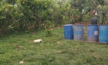 Vendo Finca 60 Hect. en Puerto Quito con plantación de Caucho y Cacao.