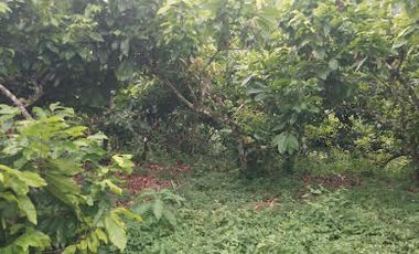 Vendo Finca 60 Hect. en Puerto Quito con plantación de Caucho y Cacao.