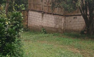 Vendo Finca 60 Hect. en Puerto Quito con plantación de Caucho y Cacao.