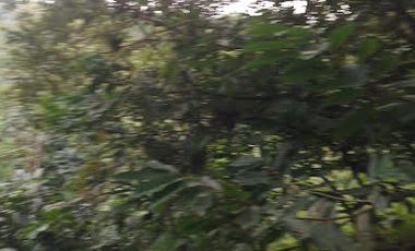 Vendo Finca 60 Hect. en Puerto Quito con plantación de Caucho y Cacao.