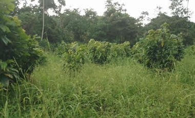 Vendo Finca 60 Hect. en Puerto Quito con plantación de Caucho y Cacao.
