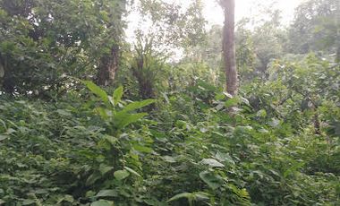 Vendo Finca 60 Hect. en Puerto Quito con plantación de Caucho y Cacao.