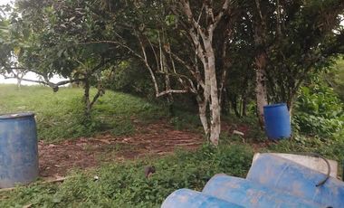 Vendo Finca 60 Hect. en Puerto Quito con plantación de Caucho y Cacao.