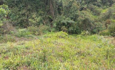 VENDO FINCA DE TRABAJO EN CONCEPCIÓN ANTIOQUIA.