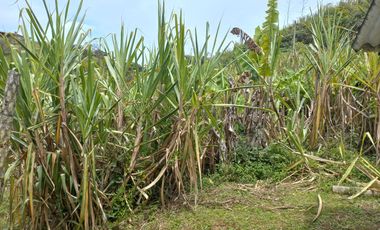 VENDO FINCA DE TRABAJO EN CONCEPCIÓN ANTIOQUIA.