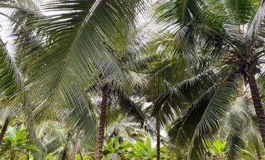 Finca de venta en Portoviejo sitio Sosote manabi
