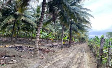 Finca de venta en Portoviejo sitio Sosote manabi