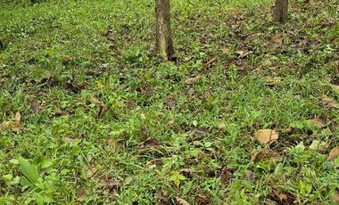 GDPTY - Finca41 de 5,005  m2 Financiada 100% SIN INTERES, ABONO Y REQUISITOS