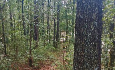 HERMOSO TERRENO EN LOS  BOSQUES DE OMITLAN ZONA LA CIENEGA