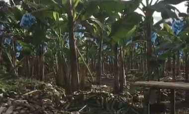 vendo hermosa hacienda a 15 m de Santo Domingo