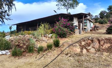 Venta de Huerta de Aguacate Hass y Cabaña en Tamanguio, 600 Arboles en inicio de producción cuenta con agua para riego en Acuetzio del Canje, michoacan
