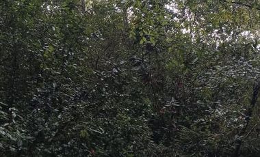 PARCELA  - RUTA SEPTIMA FAJA