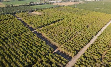 VENTA DE PARCELAS AGRICOLAS DE 5000M2, CAMINO SAN RAMON RANCAGUA