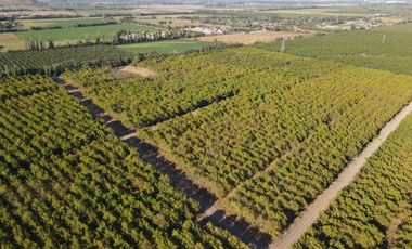 VENTA DE PARCELAS AGRICOLAS DE 5000M2, CAMINO SAN RAMON RANCAGUA