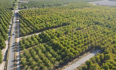 VENTA DE PARCELAS AGRICOLAS DE 5000M2, CAMINO SAN RAMON RANCAGUA