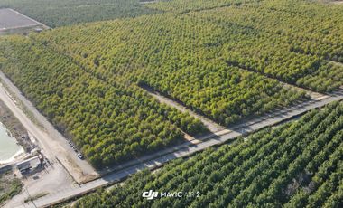 VENTA DE PARCELAS AGRICOLAS DE 5000M2, CAMINO SAN RAMON RANCAGUA