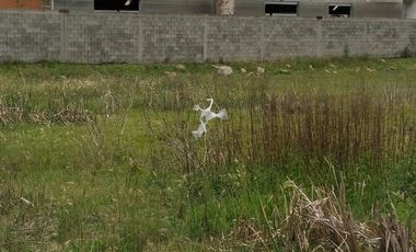 VENTA Terreno con uso de suelo industrial, cercano a avenida, plano.