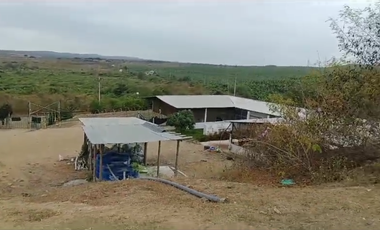 Bananera de Venta en Santa Elena
